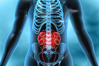 kidneys and bladder